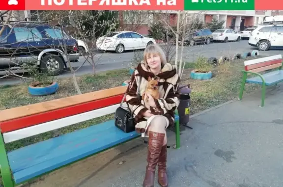 Пропала собака Тойтерьер возле дома в Туапсе, Краснодарский край