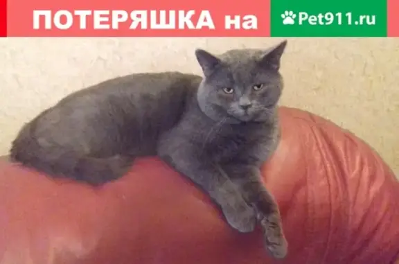 Найден кот породы шартрез в Кушелово, ищет дом в Москве