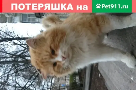 Найдена кошка на ул. Ленина, 48 в Ростове-на-Дону