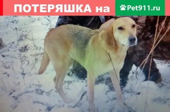 Пропала собака в Башкортостане, район Благовещенский, деревня Каменная поляна-Трошкино.