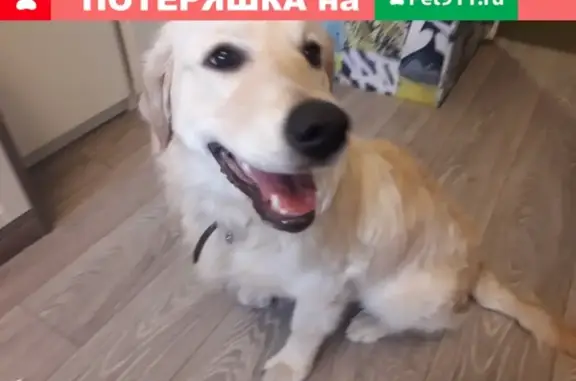 Найдена собака на Малой Балканской, 2 декабря
