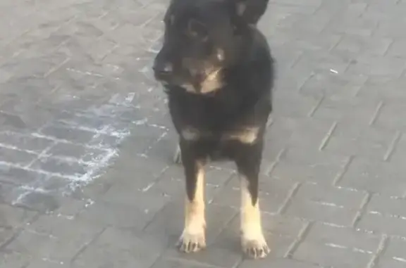 Собака найдена у метро Саларьево