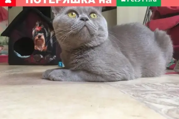 Кошки потеряшки, , фото: Потеряшка кот Британской породы на ул. Октябрьская 64, Кохма