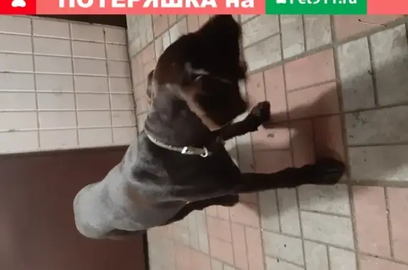 Собака Пёсик на ул. Ленина 58, Орехово-Зуево.