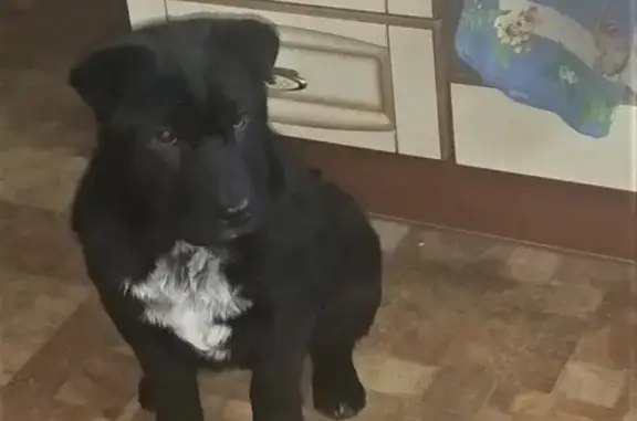 Найдена собака в Петергофе, метис шарпея, 5-6 месяцев