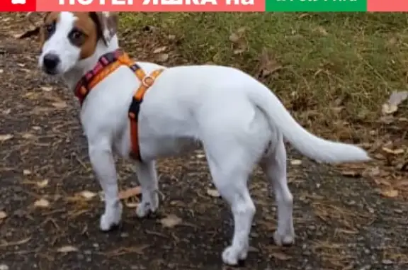 Пропала собака в Ново-Переделкино, ищем Челси!