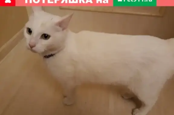 Найдена кошка на Широкой ул. в Москве