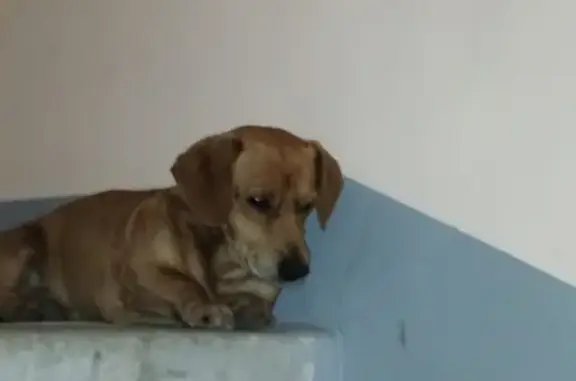 Найдена собака в районе Подгаева