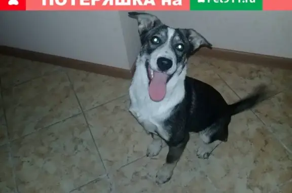 Найдена собака на ул. Восточно-Кругликовской, Краснодар