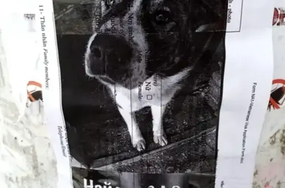 Найдена собака в Авиагородке, справки по телефону