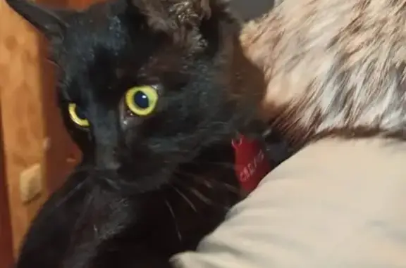 Найден чёрный кот с биркой в Голицыно