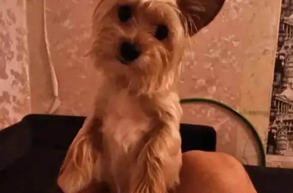 Пропала рыжая собака Боня в Новосибирске