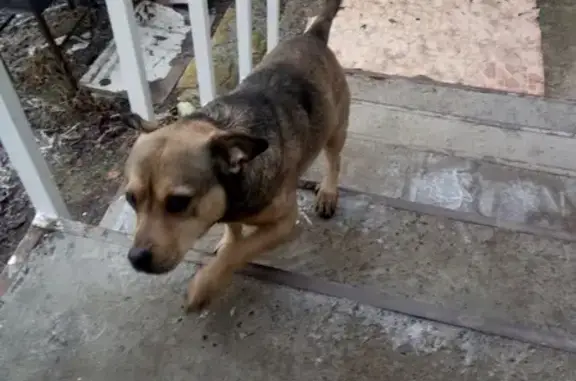 Найдена ласковая собака с ошейником в Ставрополе