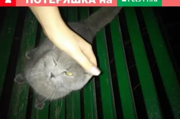 Найдена серая кошка в Таганроге, ул. Бульварная 2