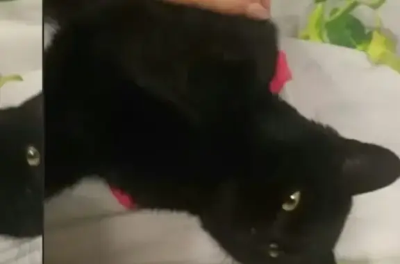 Черная кошка ищет дом в Бузулуке