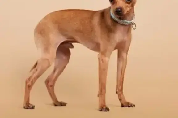 Собаки потеряшки, Липецк, фото: Потеряшка собака в г. Липецк, ул. Космонавтов, 88