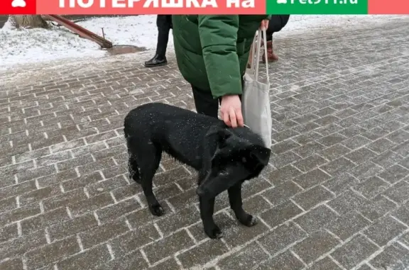 Собака на Шаболовке, Москва, без хозяина.