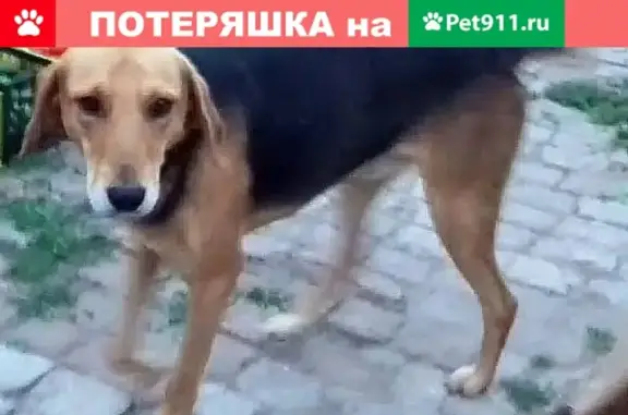 Собаки потеряшки, , фото: Потеряшка собака в Аткарске, Саратовская обл.