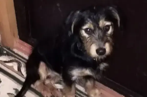 Найдена собака в Киржаче, д.Арефино