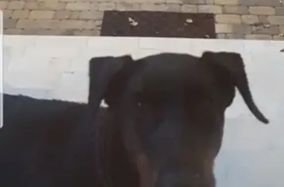 Собака Доберман найдена в Краснодаре, ул. М. Власова.