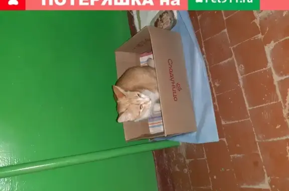Найдена беременная кошка на Красноармейской, 84к2