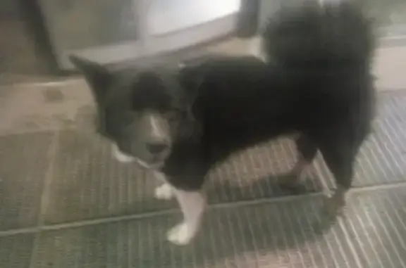 Потерянная собака в Люберцах: найдена и ищет своего хозяина