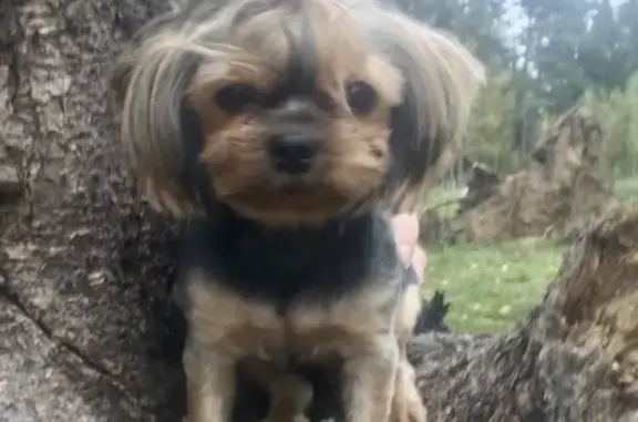 Собаки потеряшки, Иваново, фото: Потеряшка собака в Иваново с клеймом и вознаграждением