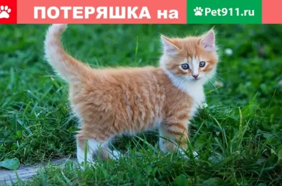 Пропала кошка на ул. Ефремова, Севастополь, белые носочки на лапках.
