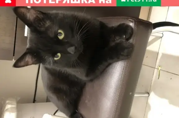 Найден чёрный кот на Беговой, 28