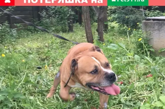 Пропала собака Боня в деревне Матвейково, вознаграждение за информацию.