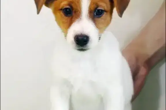 Объявления о пропавших и найденных животных, Нижний Новгород, фото: Потерянная собака на станции Парк Культуры, Нижний Новгород