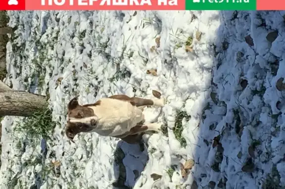 Пропала собака Цыга в поселке Широкая Речка, Екатеринбург