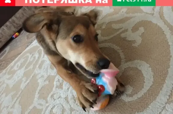 Найдена собака на улице Одесская в Оренбурге
