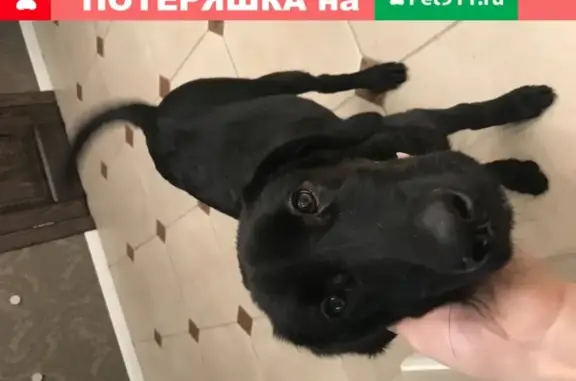 Найдена собака на ул. Зыряновская, Новосибирск