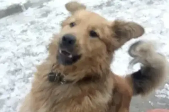 Найдена крупная собака на Курчатова, 27