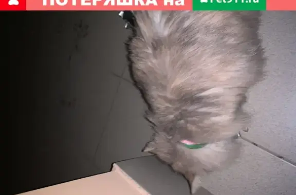 Найдена домашняя серая кошка на Московском шоссе, 27А