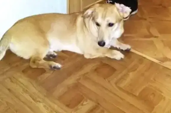 Собаки потеряшки, , фото: Потеряшка собака возле метро Гагарина в Самаре