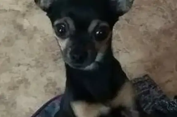 Собаки потеряшки, Оболенск, фото: Потеряшка маленькая черная собака в Оболенске