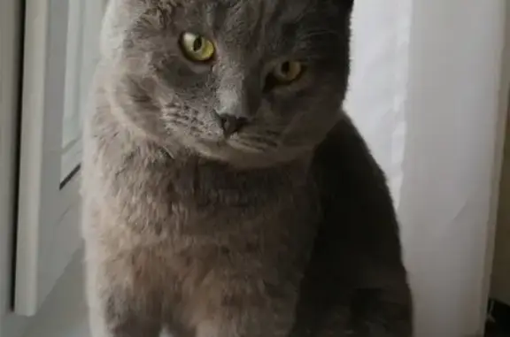Найден британский кот в Красногорске, ул. Г. Димитрова, 10