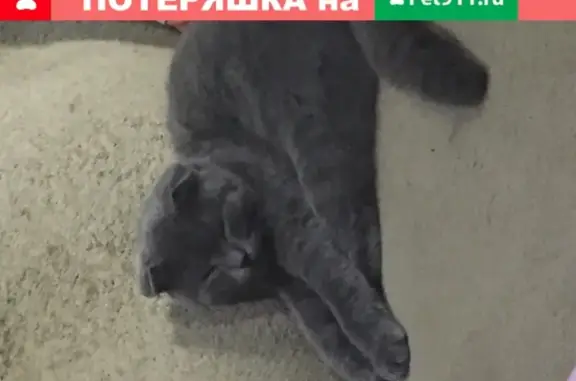 Пропала кошка в Батайске на ул.Станиславского