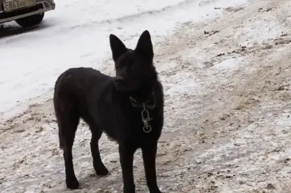 Найдена черная собака возле 116 дома или 49 школы