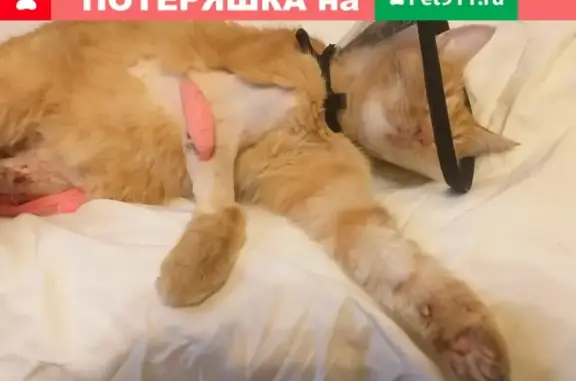 Найден молодой кот на 50 лет ВЛКСМ, ищем хозяев