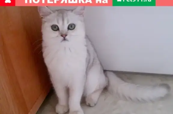 Пропала кошка Даша в Тольятти, адрес неизвестен.