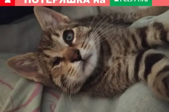 Пропала кошка Филя на ул. Стальконструкции, Раменское