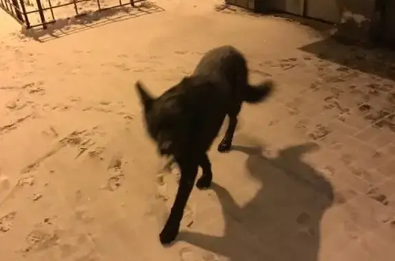 Собака найдена на ул. Рокоссовского