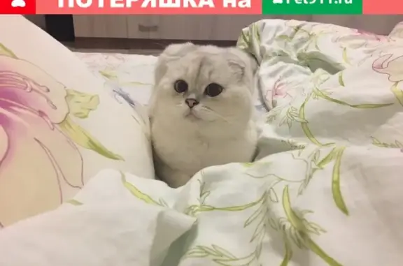 Пропал кот ХРУСТИК на ул. Пионерская в Красногорске