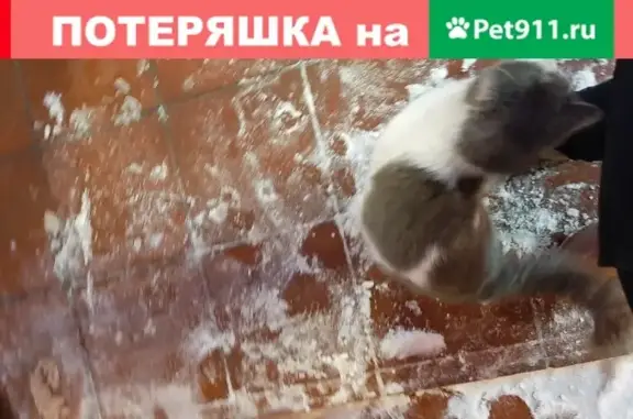 Кошка серо-белого цвета в Нижнем Новгороде