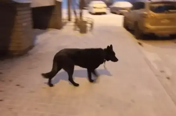 Найдена собака в Нижнем Новгороде, Кузнечиха 2