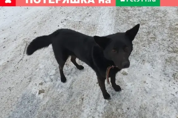 Найден контактный пёс Дворянин в Виноградово