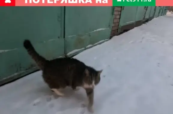 Найдена кошка в Москве, р-н Соколиная гора